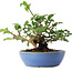 Cornus kousa, 13 cm, ± 6 jaar oud, persoonlijk gekweekt en gevormd door Mario Komsta
