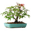 Acer palmatum, 20 cm, ± 6 años, directamente de las manos del maestro Mario Komsta, cultivado y estilizado personalmente