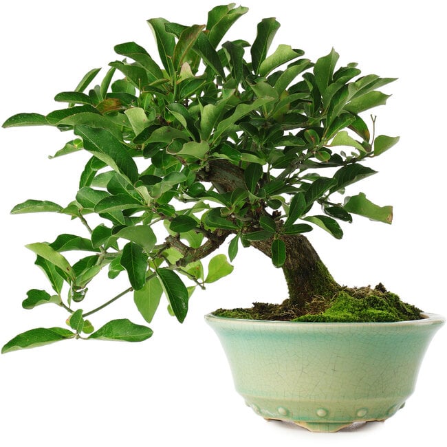 Euonymus alatus, 19,5 cm, ± 6 jaar oud, met de hand gestyled door Mario Komstra