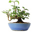 Cornus kousa, 13 cm, ± 6 jaar oud, persoonlijk gekweekt en gevormd door Mario Komsta