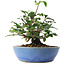 Cornus kousa, 13 cm, ± 6 jaar oud, persoonlijk gekweekt en gevormd door Mario Komsta