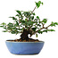 Cornus kousa, 13 cm, ± 6 jaar oud, persoonlijk gekweekt en gevormd door Mario Komsta