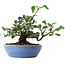 Cornus kousa, 13 cm, ± 6 jaar oud, persoonlijk gekweekt en gevormd door Mario Komsta