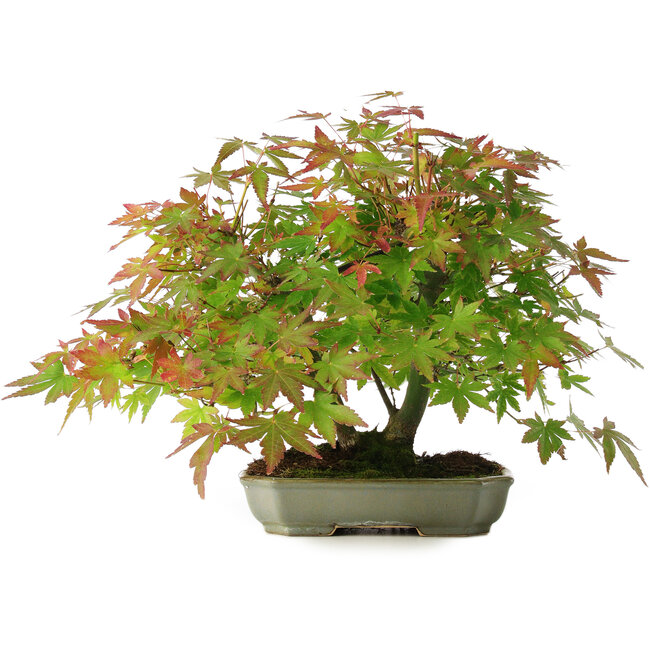 Acer palmatum, 23 cm, ± 6 ans, stylisé à la main par Mario Komstra