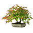 Acer palmatum, 23 cm, ± 6 años, estilizado a mano por Mario Komstra