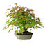 Acer palmatum, 23 cm, ± 6 jaar oud, met de hand gestyled door Mario Komstra