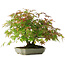 Acer palmatum, 23 cm, ± 6 ans, stylisé à la main par Mario Komstra