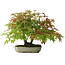 Acer palmatum, 23 cm, ± 6 años, estilizado a mano por Mario Komstra