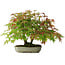 Acer palmatum, 23 cm, ± 6 jaar oud, met de hand gestyled door Mario Komstra