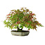 Acer palmatum, 23 cm, ± 6 años, estilizado a mano por Mario Komstra