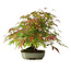 Acer palmatum, 23 cm, ± 6 años, estilizado a mano por Mario Komstra