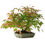 Acer palmatum, 23 cm, ± 6 años, estilizado a mano por Mario Komstra