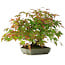 Acer palmatum, 23 cm, ± 6 ans, stylisé à la main par Mario Komstra