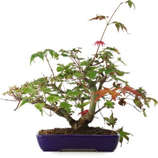  Mario Komsta Acer palmatum Deshojo, 20 cm, ± 6 jaar oud