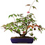 Acer palmatum Deshojo, 20 cm, ± 6 años, estilizado a mano por Mario Komstra