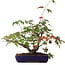 Acer palmatum Deshojo, 20 cm, ± 6 jaar oud, met de hand gestyled door Mario Komstra