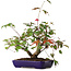 Acer palmatum Deshojo, 20 cm, ± 6 jaar oud, met de hand gestyled door Mario Komstra