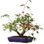 Acer palmatum Deshojo, 20 cm, ± 6 years old, hand-styled by Mario Komstra