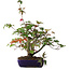 Acer palmatum Deshojo, 20 cm, ± 6 años, estilizado a mano por Mario Komstra