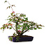 Acer palmatum Deshojo, 20 cm, ± 6 años, estilizado a mano por Mario Komstra