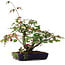 Acer palmatum Deshojo, 20 cm, ± 6 Jahre alt, handgestylt von Mario Komstra