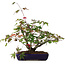 Acer palmatum Deshojo, 20 cm, ± 6 años, estilizado a mano por Mario Komstra