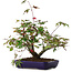 Acer palmatum Deshojo, 20 cm, ± 6 jaar oud, met de hand gestyled door Mario Komstra