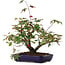 Acer palmatum Deshojo, 20 cm, ± 6 years old, hand-styled by Mario Komstra