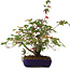 Acer palmatum Deshojo, 20 cm, ± 6 años, estilizado a mano por Mario Komstra