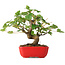 Acer pseudoplatanus, 20 cm, ± 6 jaar oud, zorgvuldig met de hand gestyled en gekweekt door Mario Komsta zelf