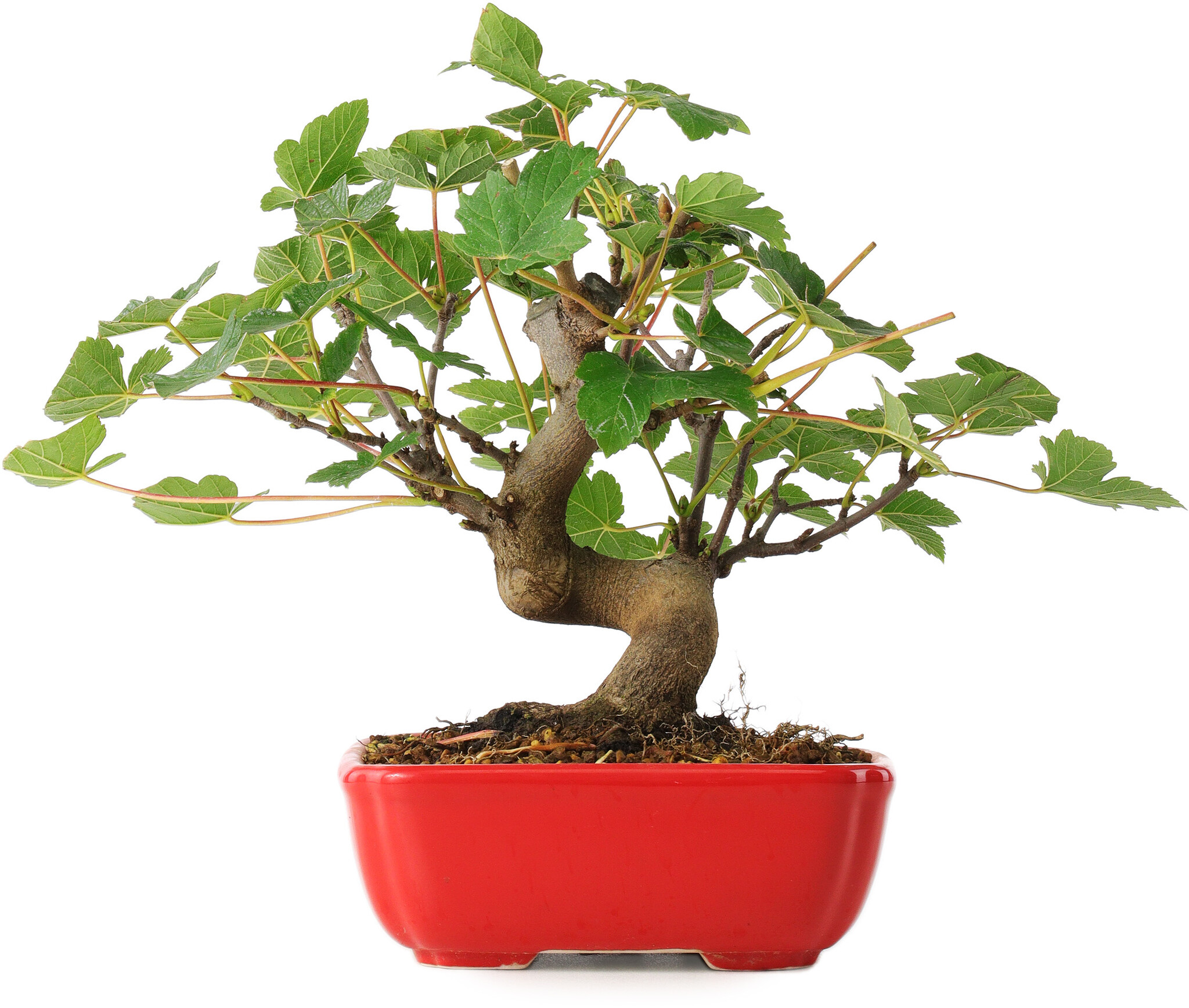 blue maple bonsai tree Japanese Maple Bonsai Tree 25JM56  Bella Bonsai Nursery