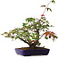 Acer palmatum Deshojo, 20 cm, ± 6 años, estilizado a mano por Mario Komstra