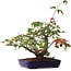 Acer palmatum Deshojo, 20 cm, ± 6 jaar oud, met de hand gestyled door Mario Komstra