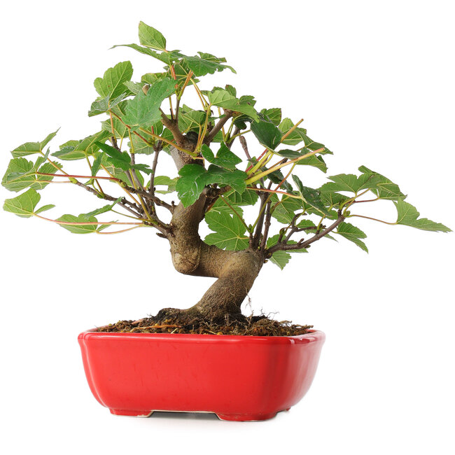 Acer pseudoplatanus, 20 cm, ± 6 años, cuidadosamente diseñado a mano y cultivado por el propio Mario Komsta