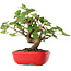 Acer pseudoplatanus, 20 cm, ± 6 ans, soigneusement stylisé à la main et cultivé par Mario Komsta lui-même