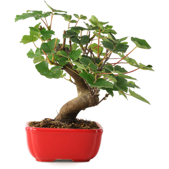 Acer pseudoplatanus, 20 cm, ± 6 Jahre alt, sorgfältig von Hand gestylt und von Mario Komsta selbst gezüchtet