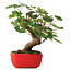 Acer pseudoplatanus, 20 cm, ± 6 ans, soigneusement stylisé à la main et cultivé par Mario Komsta lui-même