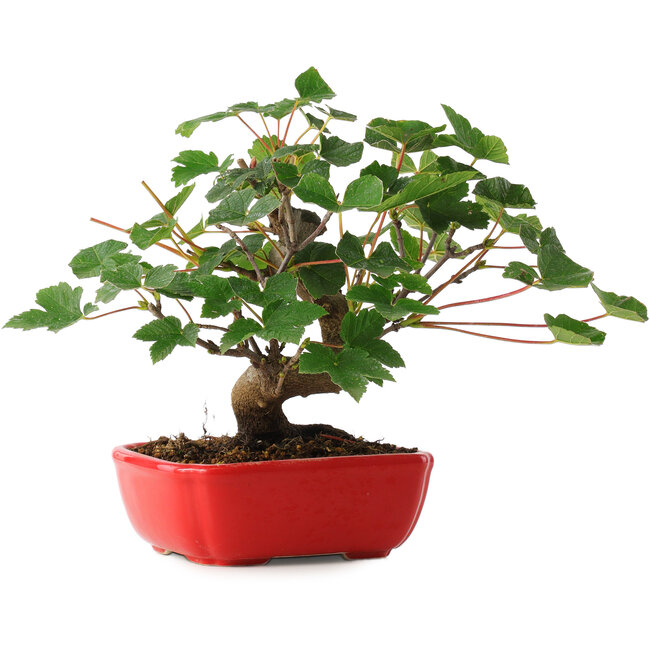 Acer pseudoplatanus, 20 cm, ± 6 años, cuidadosamente diseñado a mano y cultivado por el propio Mario Komsta