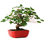 Acer pseudoplatanus, 20 cm, ± 6 jaar oud, zorgvuldig met de hand gestyled en gekweekt door Mario Komsta zelf