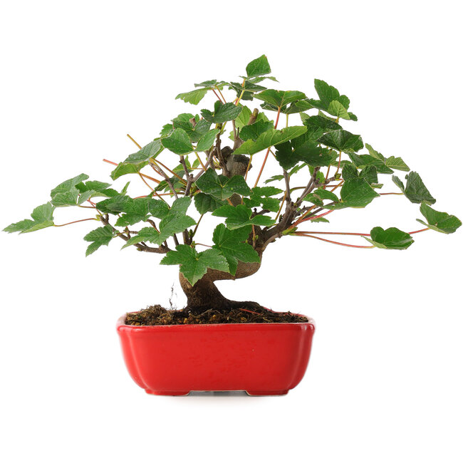 Acer pseudoplatanus, 20 cm, ± 6 años, cuidadosamente diseñado a mano y cultivado por el propio Mario Komsta