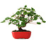 Acer pseudoplatanus, 20 cm, ± 6 jaar oud, zorgvuldig met de hand gestyled en gekweekt door Mario Komsta zelf