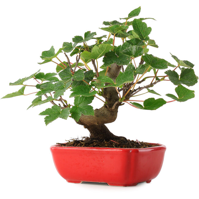 Acer pseudoplatanus, 20 cm, ± 6 years old, carefully hand-styled and grown by Mario Komsta himself