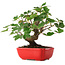 Acer pseudoplatanus, 20 cm, ± 6 jaar oud, zorgvuldig met de hand gestyled en gekweekt door Mario Komsta zelf