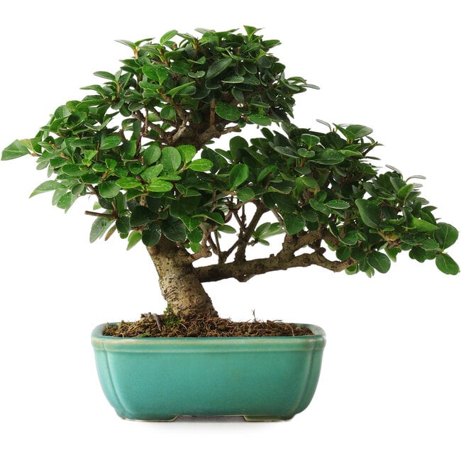 Ligustrum, 20 cm, ± 6 years old, hand-styled by Mario Komstra, in a pot with multiple cracks