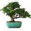 Ligustrum, 20 cm, ± 6 jaar oud, rechtstreeks uit de handen van meester Mario Komsta, persoonlijk gekweekt en gestyled, in een pot met meerdere scheuren
