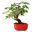 Acer pseudoplatanus, 20 cm, ± 6 jaar oud, zorgvuldig met de hand gestyled en gekweekt door Mario Komsta zelf