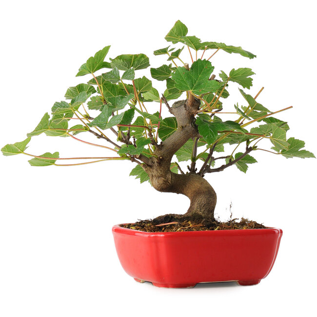 Acer pseudoplatanus, 20 cm, ± 6 years old, carefully hand-styled and grown by Mario Komsta himself