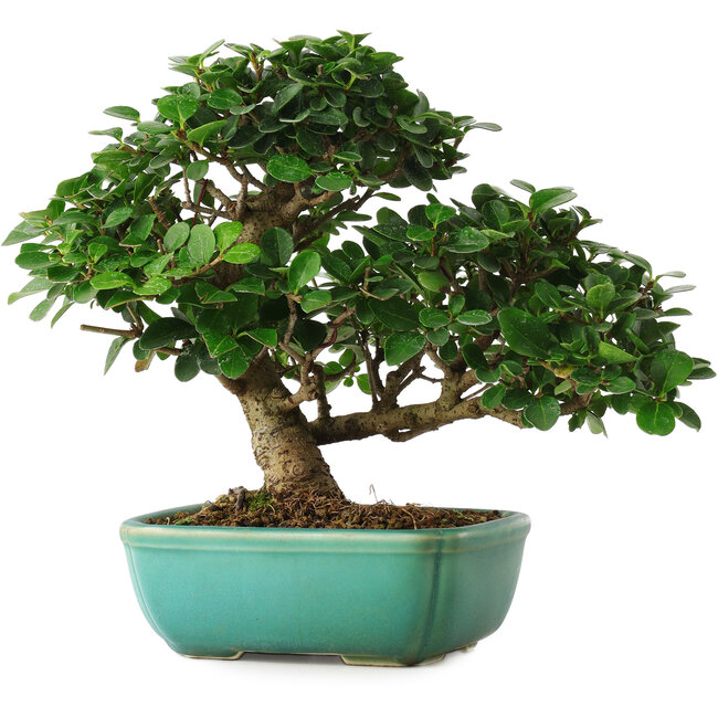 Ligustrum, 20 cm, ± 6 jaar oud, rechtstreeks uit de handen van meester Mario Komsta, persoonlijk gekweekt en gestyled, in een pot met meerdere scheuren
