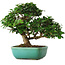 Ligustrum, 20 cm, ± 6 jaar oud, rechtstreeks uit de handen van meester Mario Komsta, persoonlijk gekweekt en gestyled, in een pot met meerdere scheuren