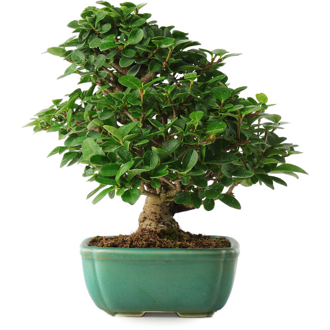 Ligustrum, 20 cm, ± 6 anni, direttamente dalle mani del maestro Mario Komsta, coltivato e allestito personalmente, in un vaso con molteplici crepe